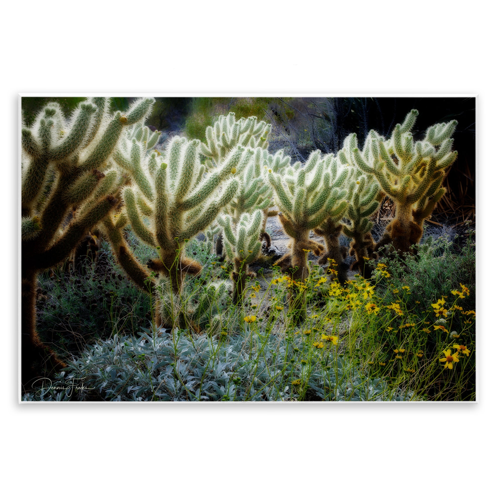 Stupell Industries Desert Cactus Forest Landscape Photography Unframed Art Print Wall Art, 19 x 13