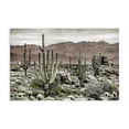 thumbnail image 1 of Stupell Industries Rustic Lodge Desert Land Cacti Wilderness Canvas Art, 24 x 16, by Kim Allen, 1 of 8