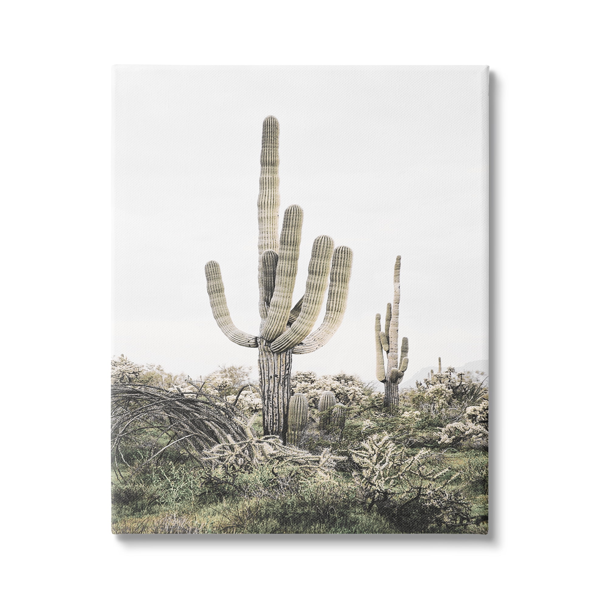Stupell Industries Desert Landscape Cacti Botanical & Floral Photography Gallery Wrapped Canvas Print Wall Art, 24 x 30