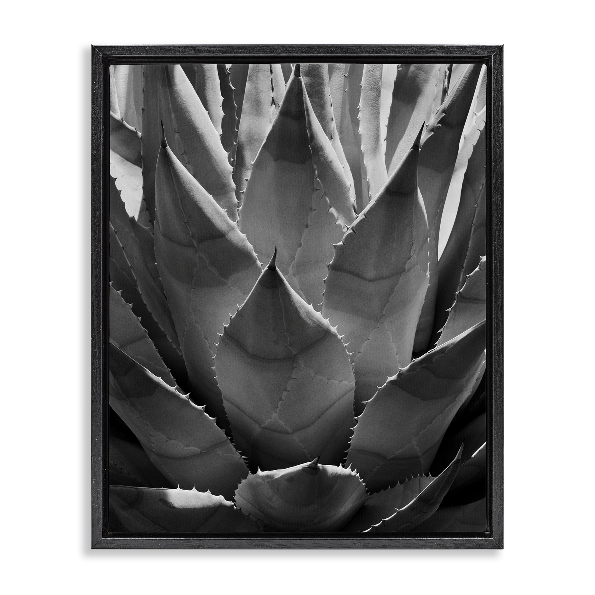 Stupell Industries Desert Plant Detail Botanical & Floral Photography Black Floater Framed Art Print Wall Art, 17 x 21