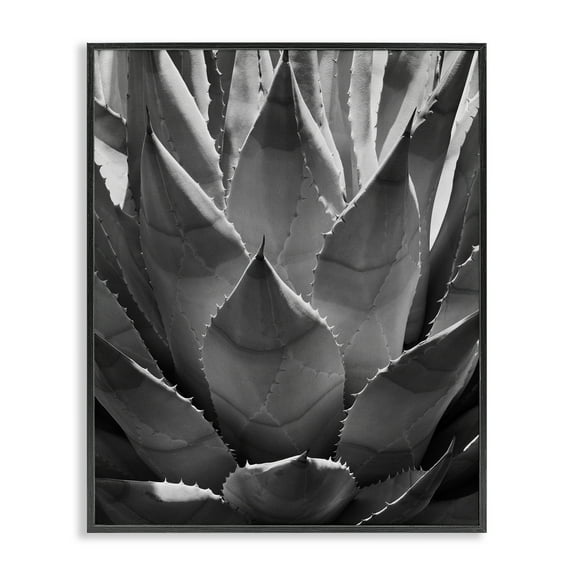 Stupell Industries Desert Plant Detail Botanical & Floral Photography Black Framed Art Print Wall Art, 11 x 14
