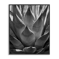 Stupell Industries Desert Plant Detail Botanical & Floral Photography Black Framed Art Print Wall Art, 11 x 14