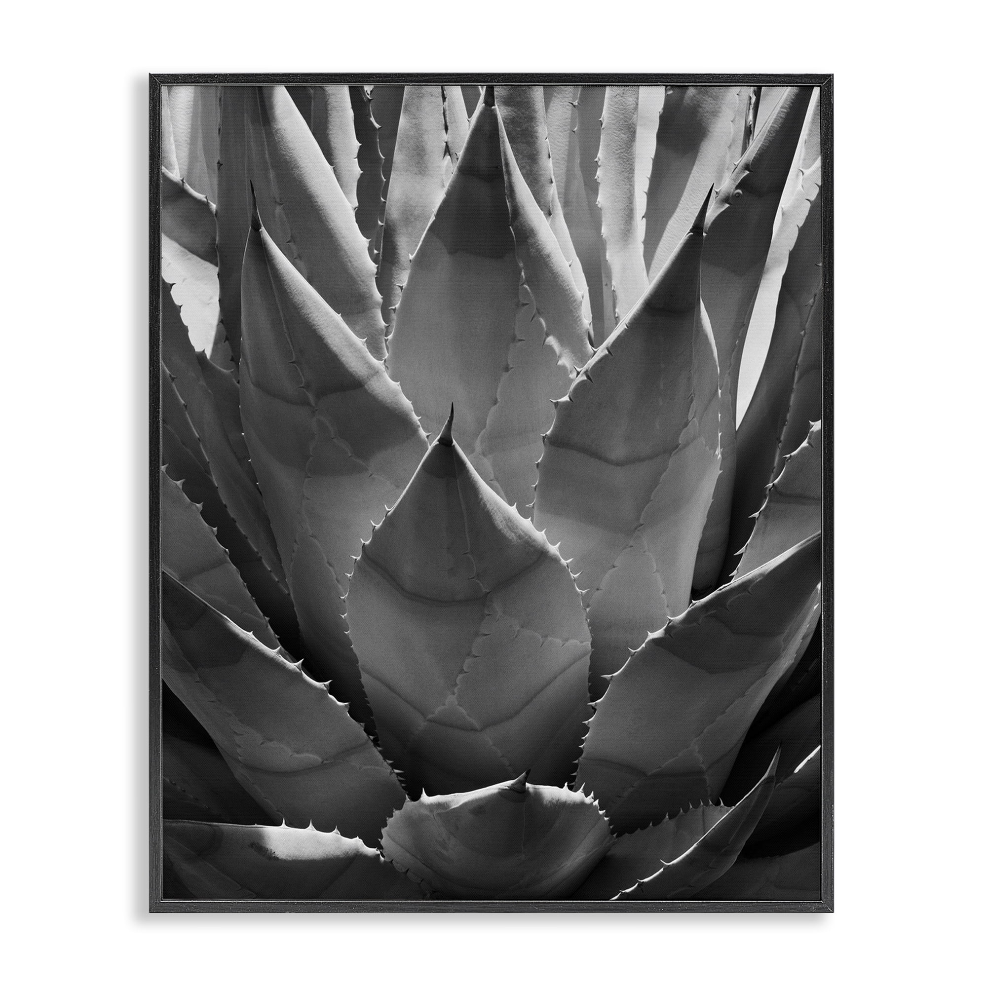 Stupell Industries Desert Plant Detail Botanical & Floral Photography Black Framed Art Print Wall Art, 24 x 30
