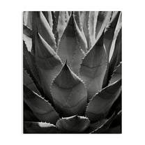 Stupell Industries Desert Plant Detail Botanical & Floral Photography Gallery Wrapped Canvas Art Print Wall Art, 16 x 20