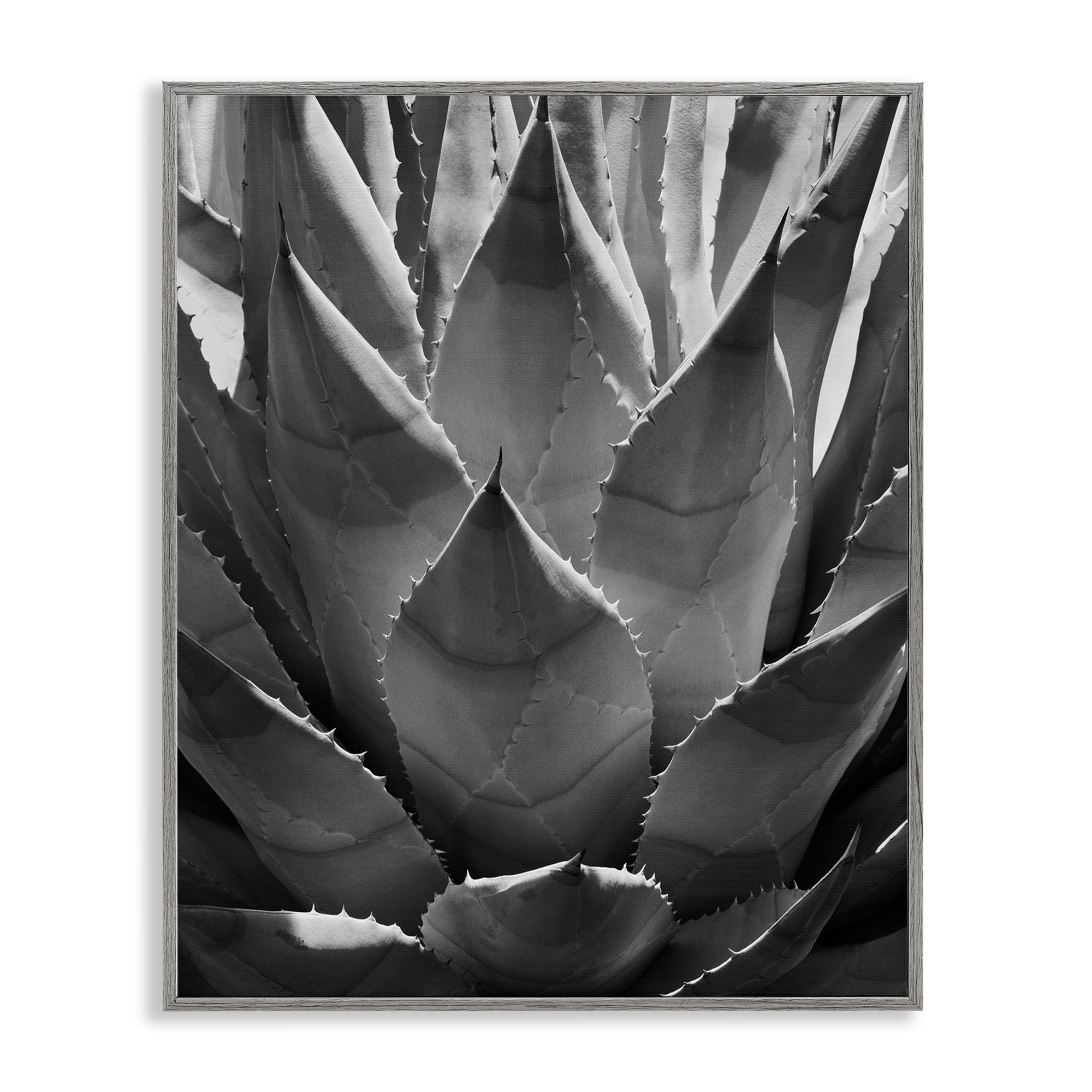 Stupell Industries Desert Plant Detail Botanical & Floral Photography Gray Framed Art Print Wall Art, 11 x 14