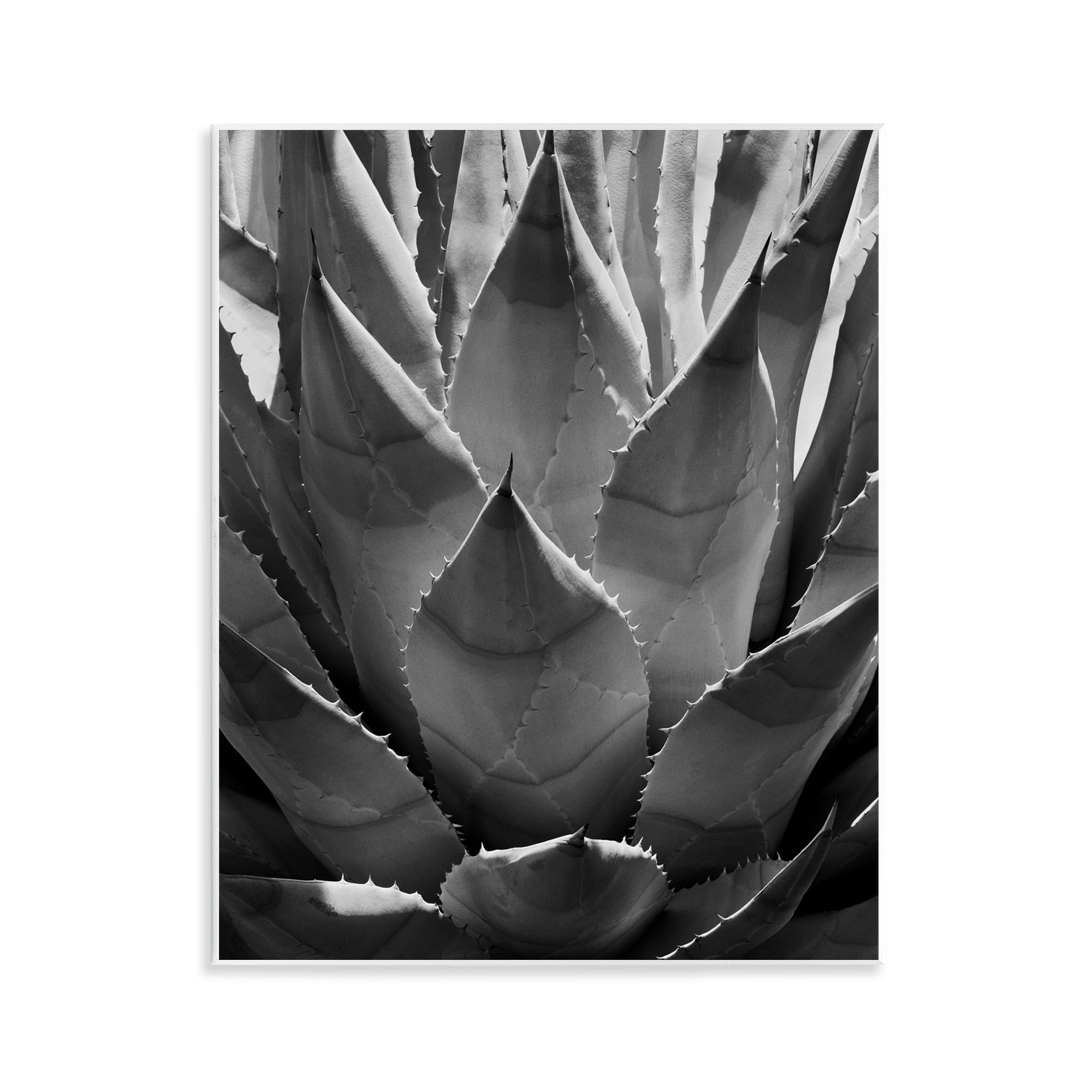 Stupell Industries Desert Plant Detail Botanical & Floral Photography Unframed Art Print Wall Art, 11 x 14