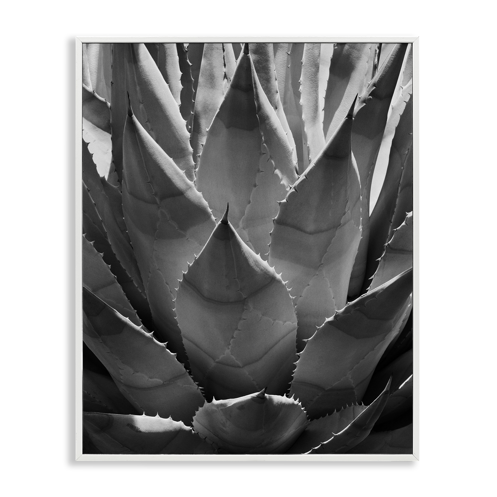 Stupell Industries Desert Plant Detail Botanical & Floral Photography White Framed Art Print Wall Art, 16 x 20