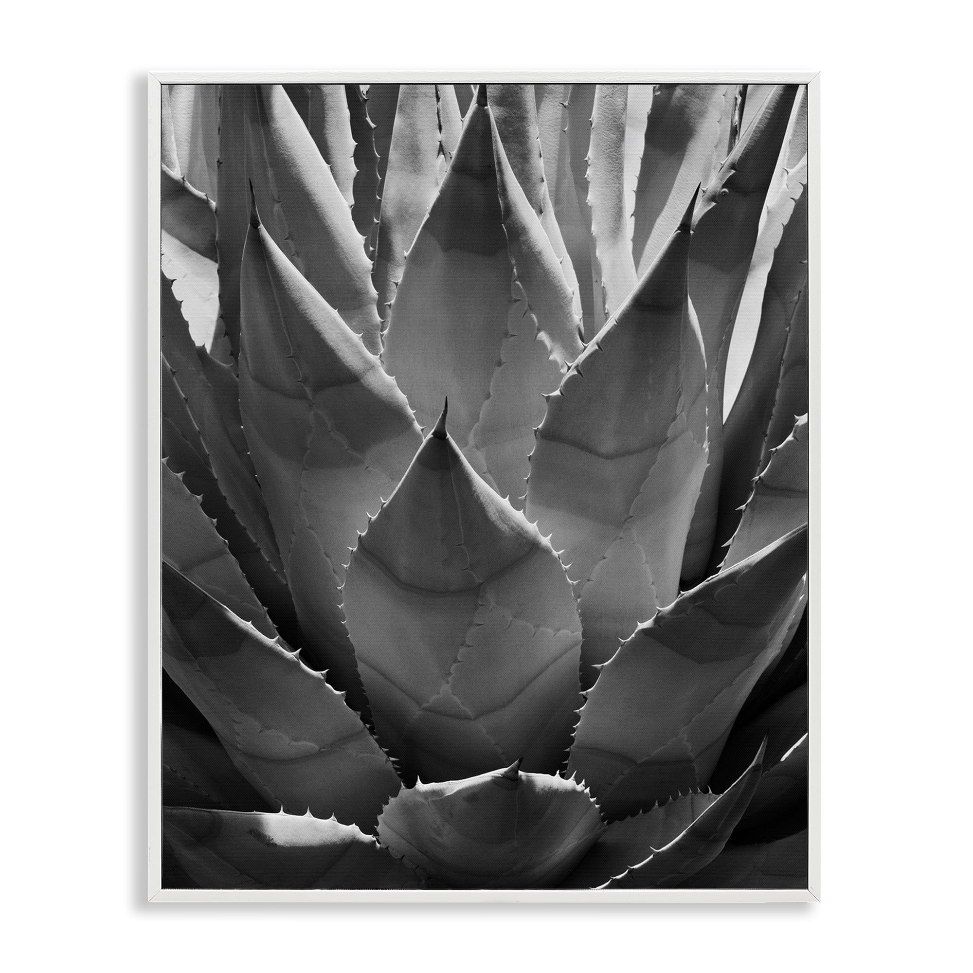 Stupell Industries Desert Plant Detail Botanical & Floral Photography White Framed Art Print Wall Art, 24 x 30