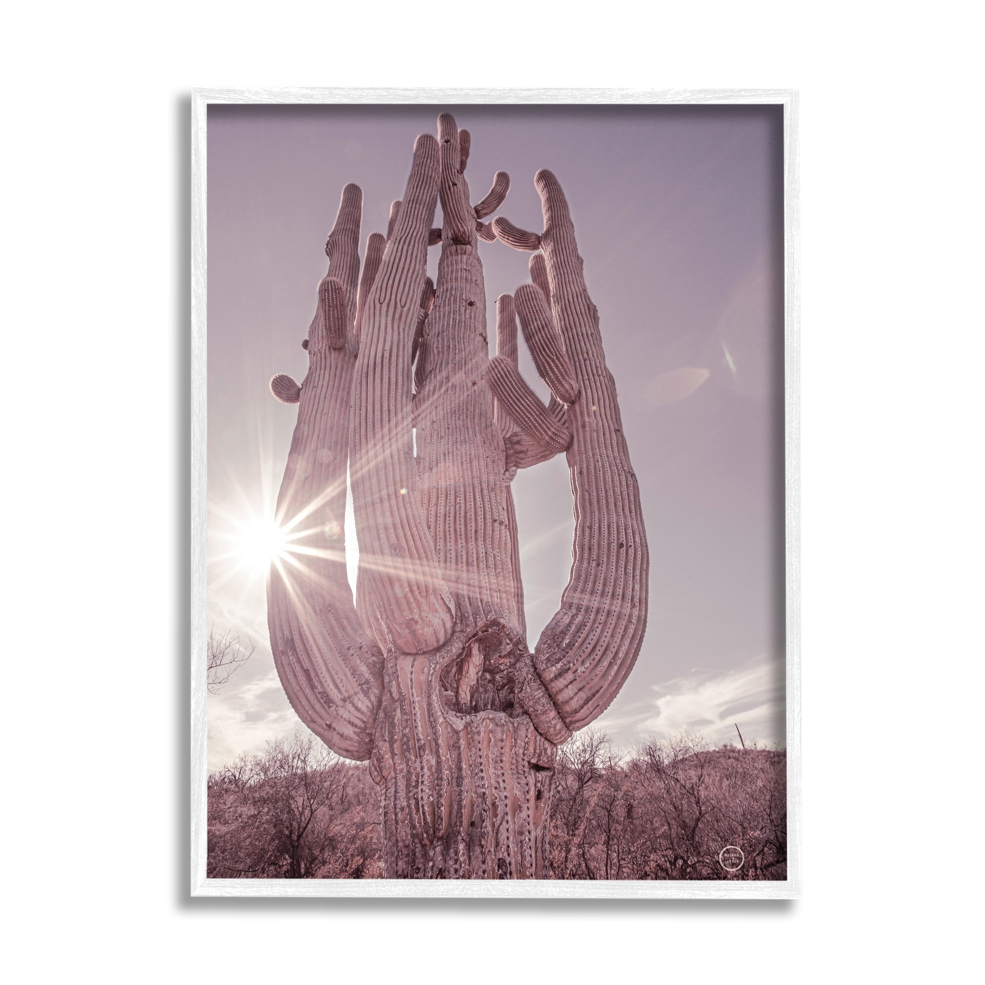 Stupell Industries Desert Sun Cactus Landscape Solar Flare Photography, 11 x 14, Design by Nathan Larson