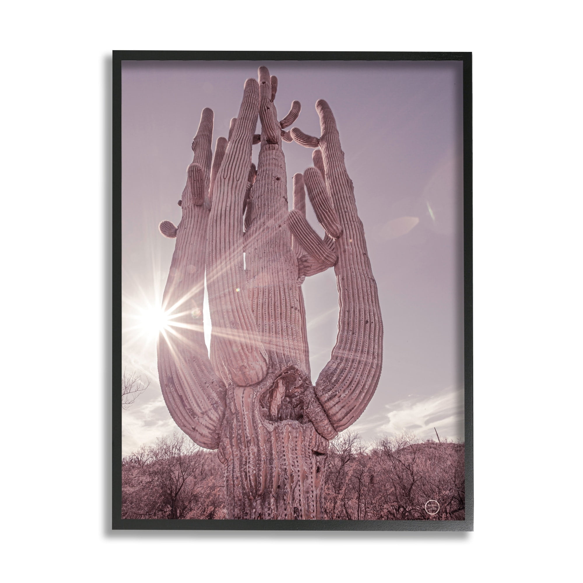 Stupell Industries Desert Sun Cactus Landscape Solar Flare Photography, 11 x 14, Design by Nathan Larson