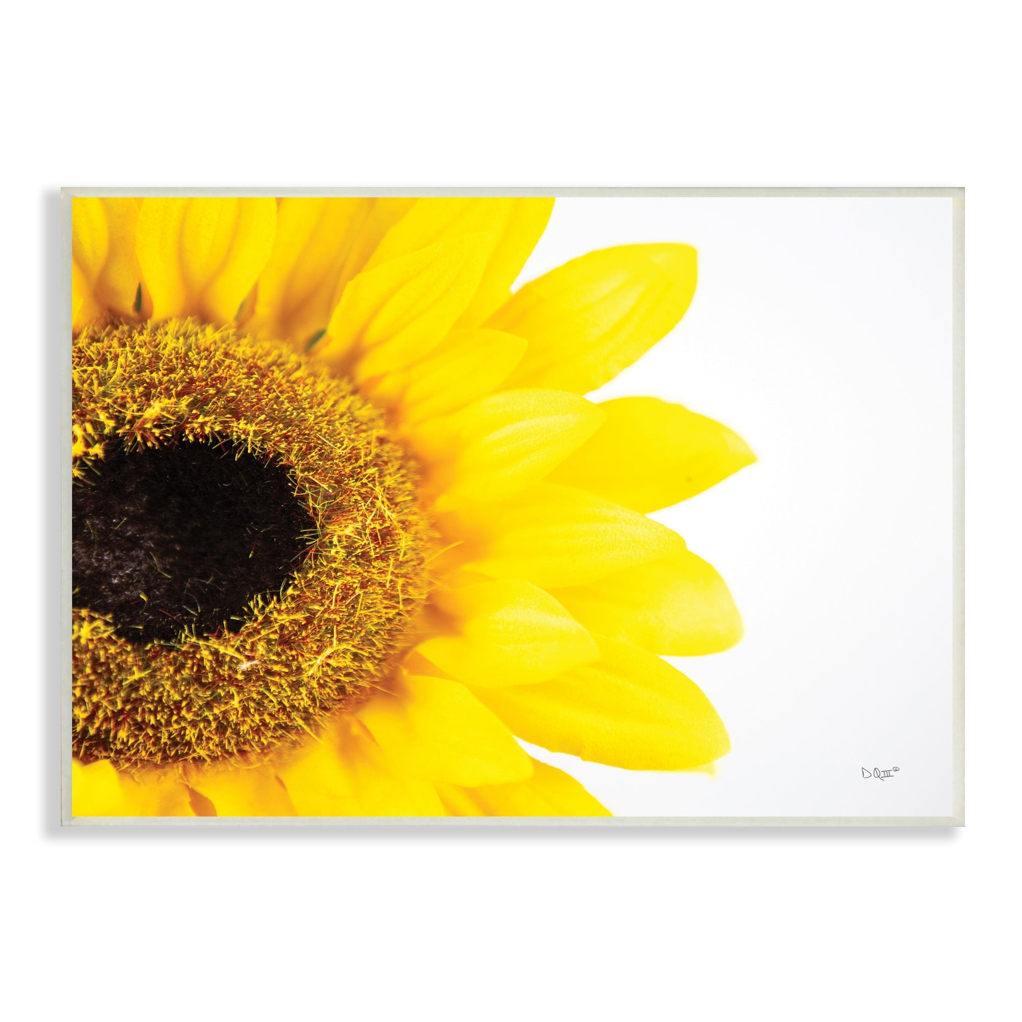 Stupell Industries Detail of Sunflower Disk And Petals Photograph,15 x 10, Design by Donnie Quillen