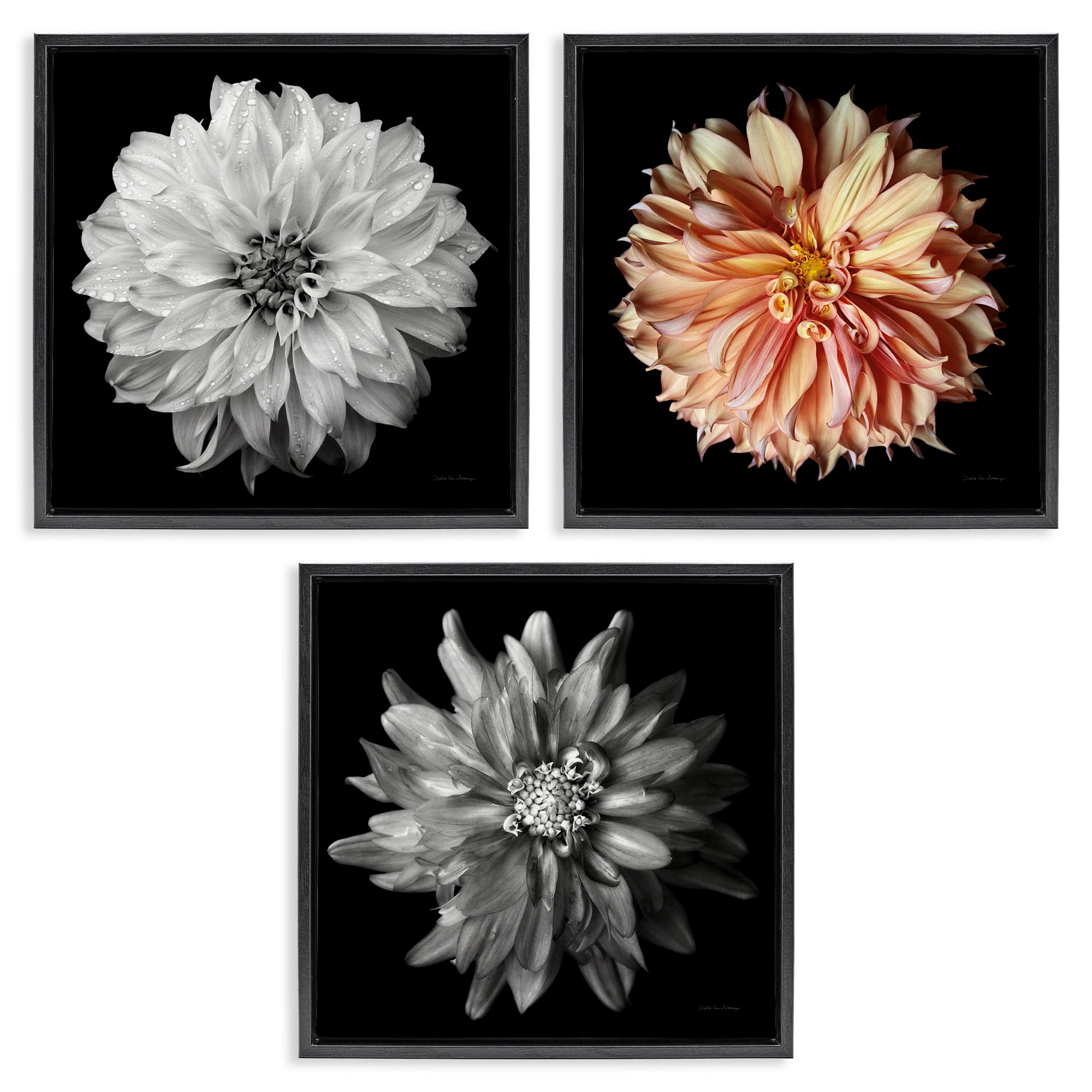 Stupell Industries Detailed Dahlia Photography Plants & Flowers Photography Black Floater Framed Canvas Art Print Wall Art, 25 x 25, Set of 3