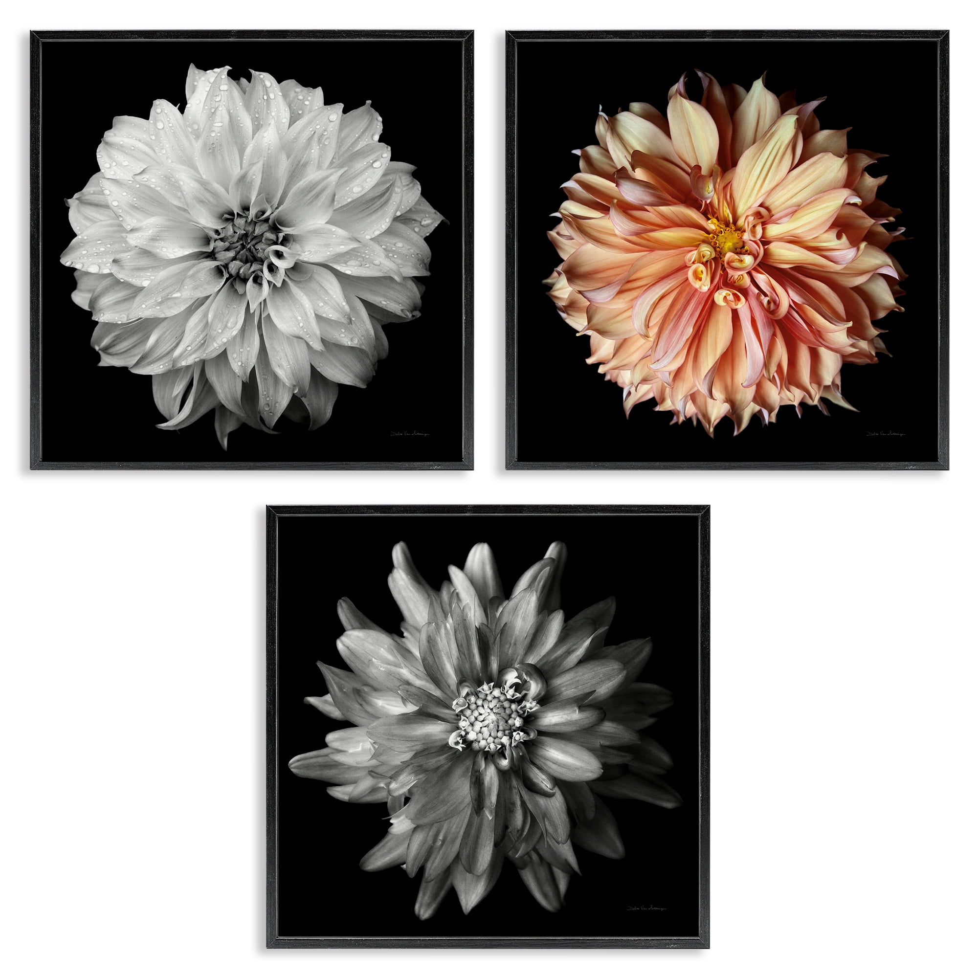 Stupell Industries Detailed Dahlia Photography Plants & Flowers Photography Black Framed Art Print Wall Art, 17 x 17, Set of 3