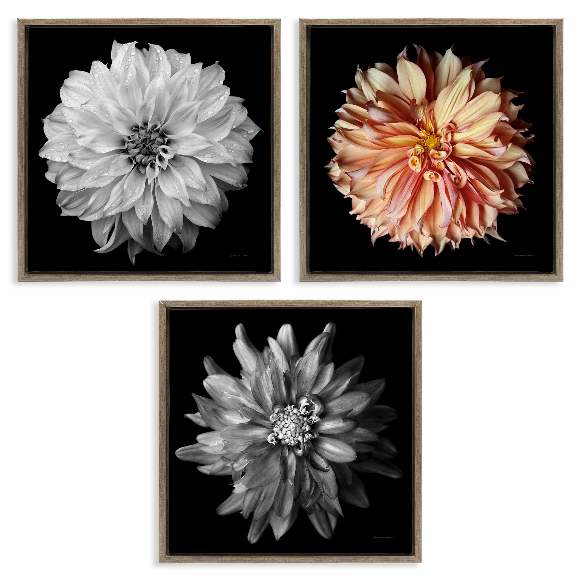 Stupell Industries Detailed Dahlia Photography Plants & Flowers Photography Brown Floater Framed Canvas Art Print Wall Art, 18 x 18, Set of 3