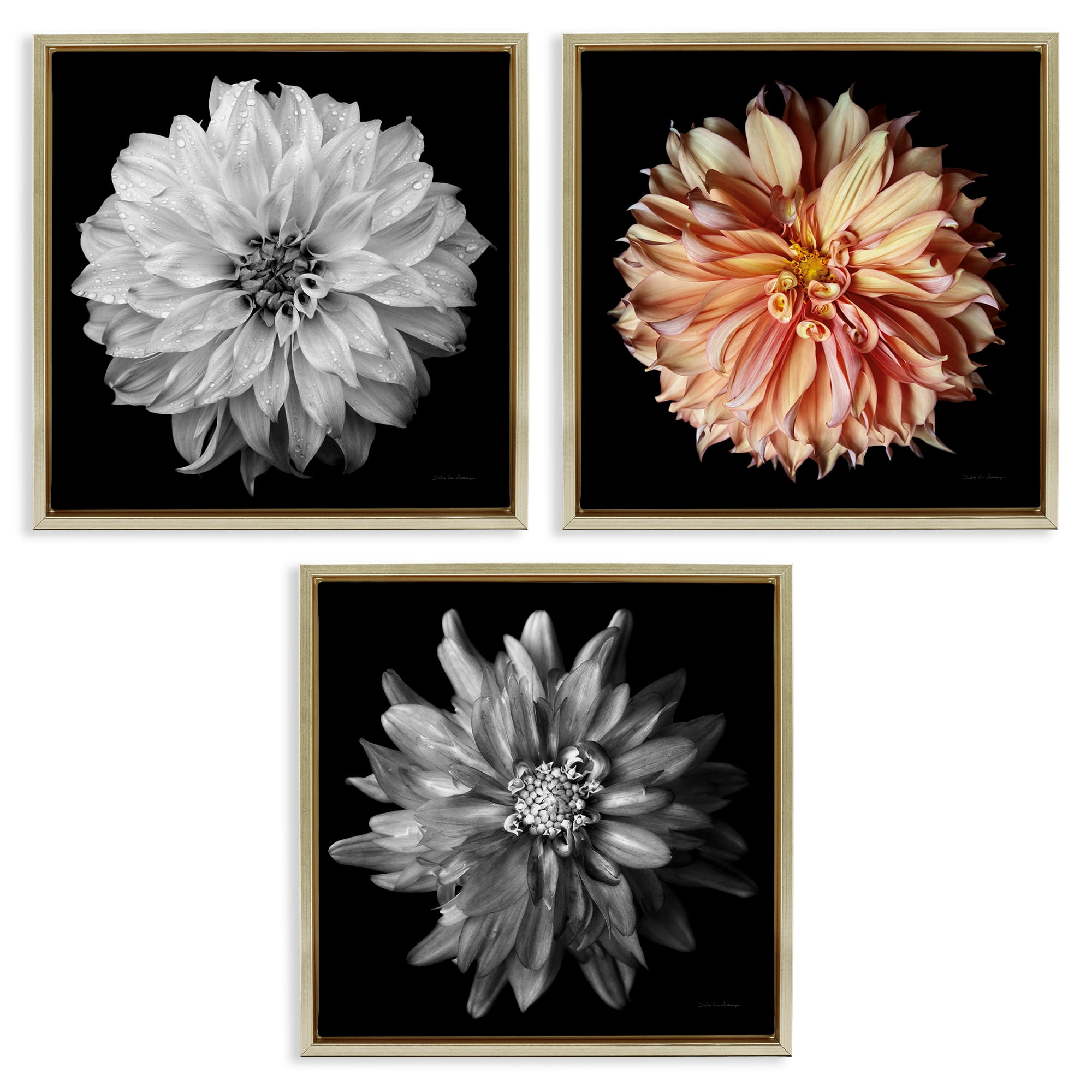 Stupell Industries Detailed Dahlia Photography Plants & Flowers Photography Gold Floater Framed Canvas Art Print Wall Art, 18 x 18, Set of 3