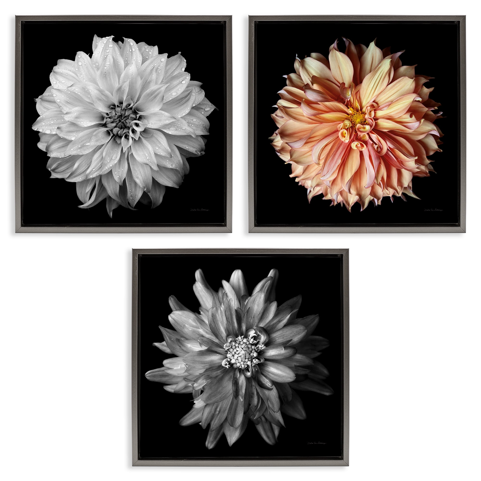 Stupell Industries Detailed Dahlia Photography Plants & Flowers Photography Gray Floater Framed Canvas Art Print Wall Art, 25 x 25, Set of 3