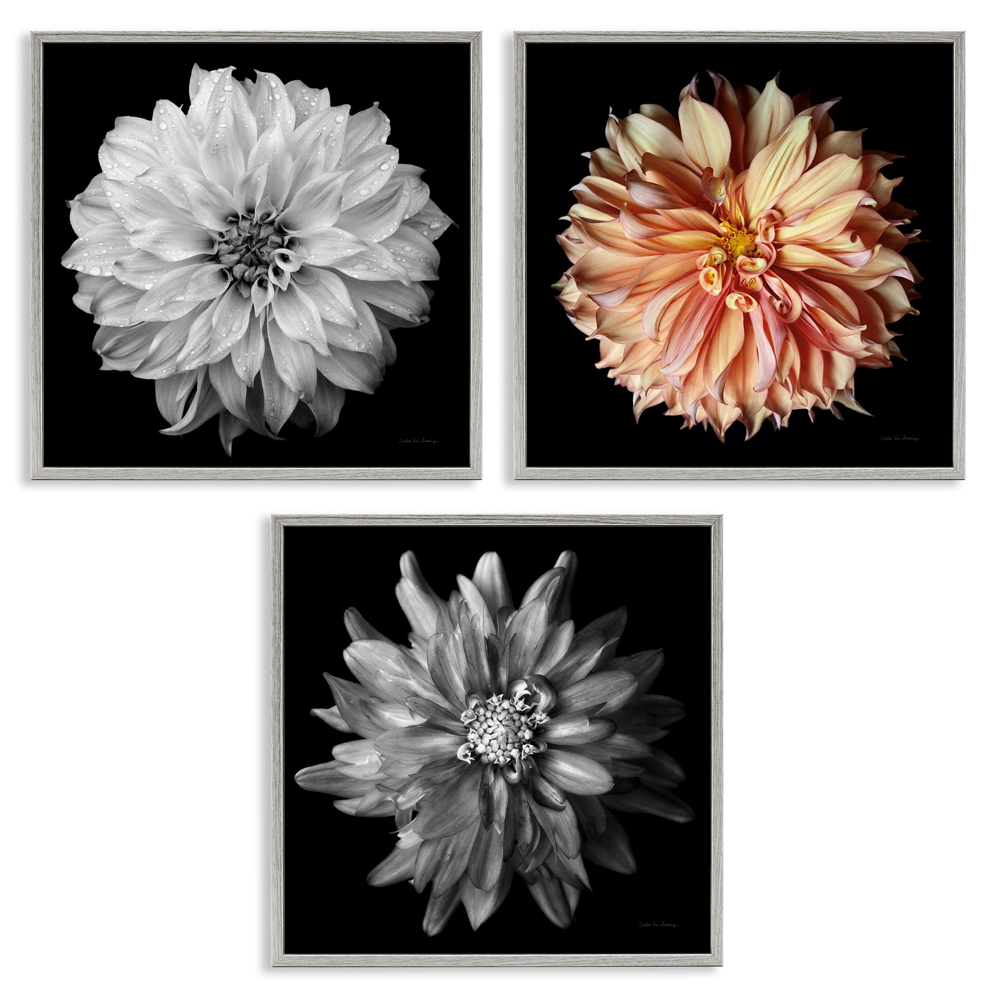 Stupell Industries Detailed Dahlia Photography Plants & Flowers Photography Gray Framed Art Print Wall Art, 12 x 12, Set of 3