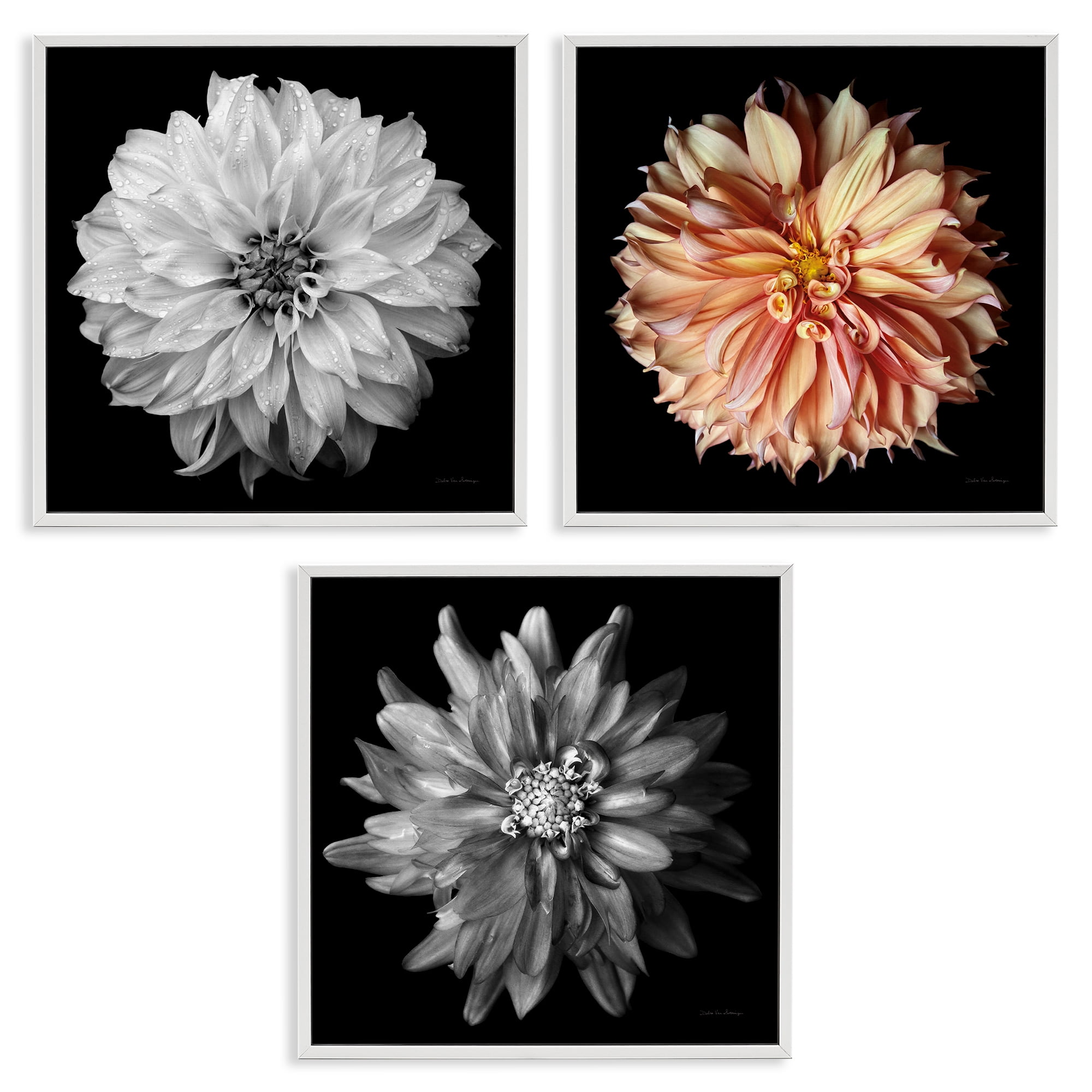 Stupell Industries Detailed Dahlia Photography Plants & Flowers Photography White Framed Art Print Wall Art, 17 x 17, Set of 3
