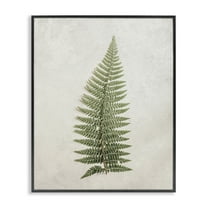 Stupell Industries Detailed Fern Frond Botanical & Floral Painting Black Framed Art Print Wall Art, 11 x 14