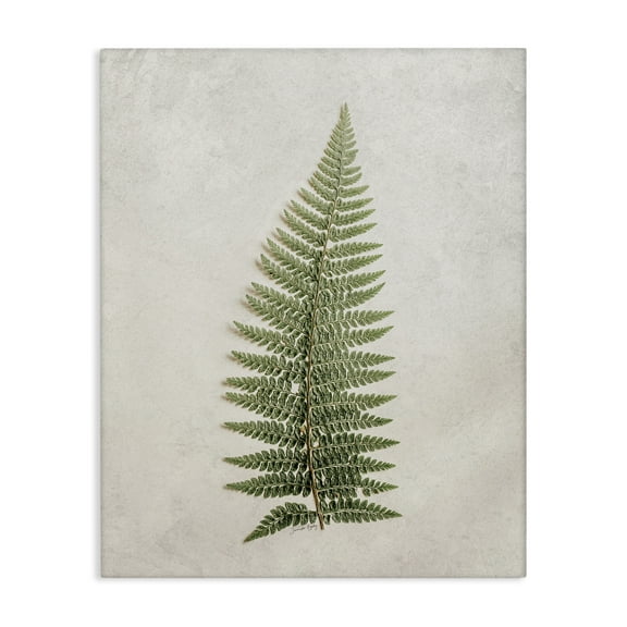 Stupell Industries Detailed Fern Frond Botanical & Floral Painting Gallery Wrapped Canvas Art Print Wall Art, 16 x 20