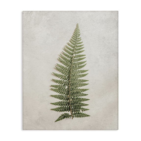Stupell Industries Detailed Fern Frond Botanical & Floral Painting Gallery Wrapped Canvas Art Print Wall Art, 24 x 30