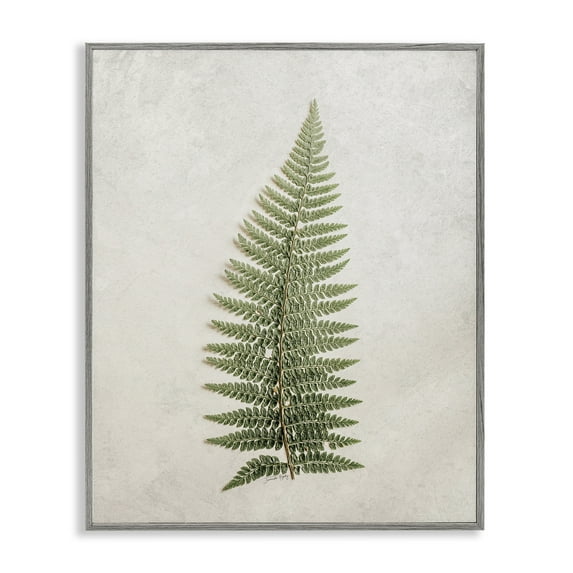 Stupell Industries Detailed Fern Frond Botanical & Floral Painting Gray Framed Art Print Wall Art, 11 x 14