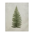 thumbnail image 1 of Stupell Industries Detailed Fern Leaf Botanical & Floral Painting Gallery Wrapped Canvas Art Print Wall Art, 36 x 48, 1 of 8