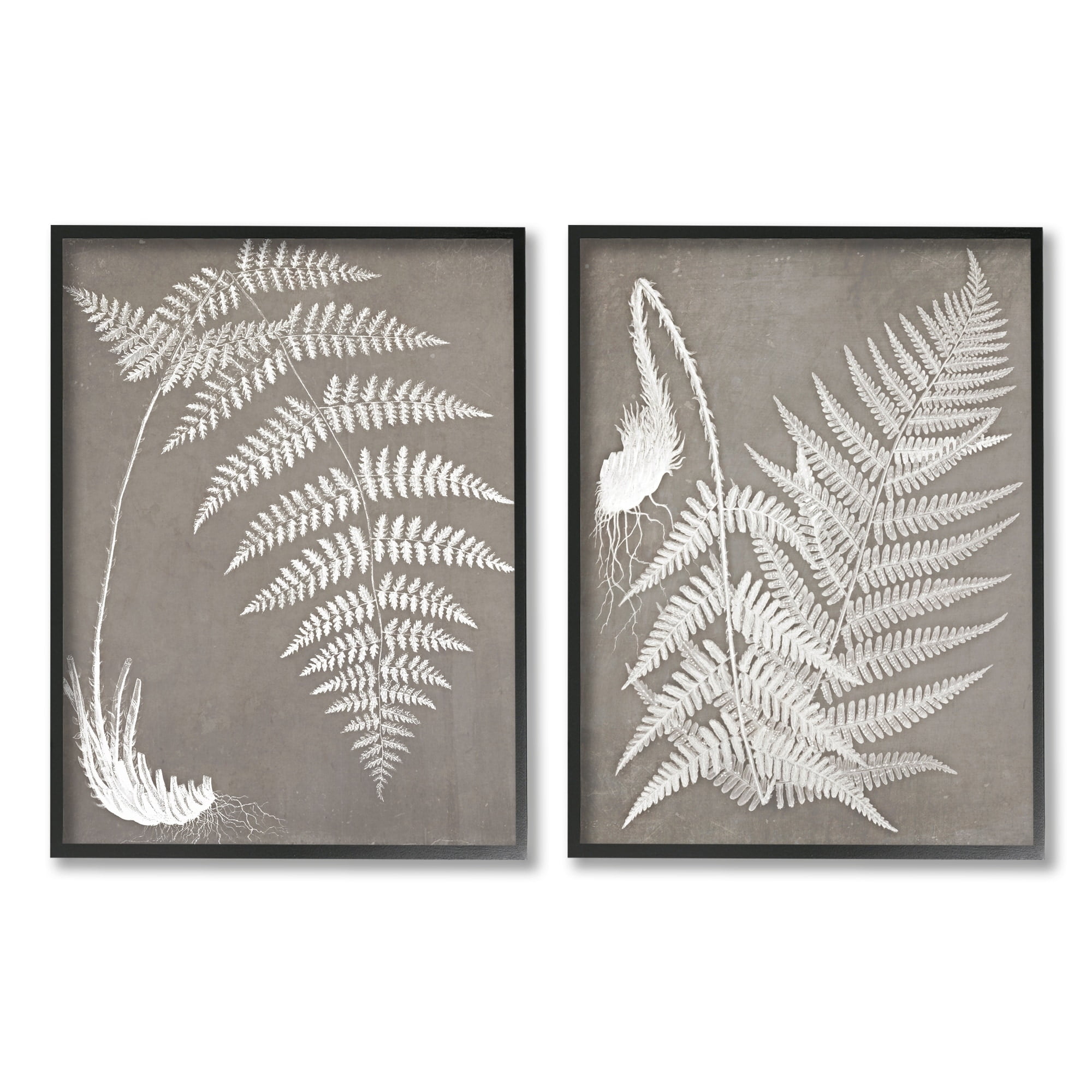 Stupell Industries Detailed Fern Plant White Botanical Herb Roots Graphic Art Black Framed Art Print Wall Art, Set of 2, Design by Graffitee Studios