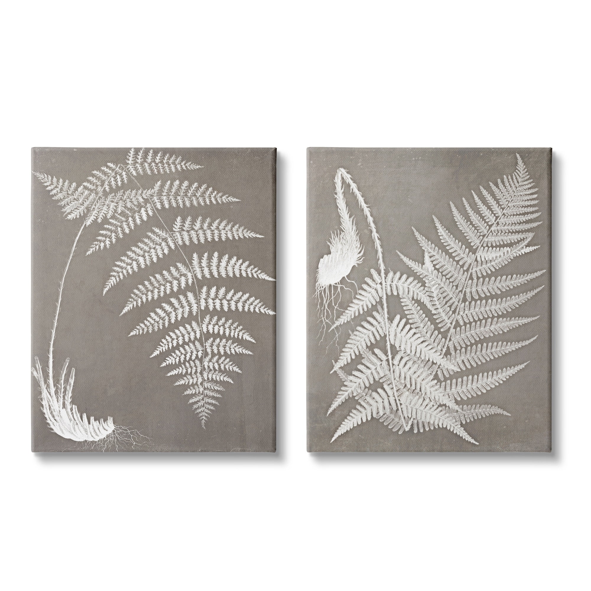 Stupell Industries Detailed Fern Plant White Botanical Herb Roots Graphic Art Gallery Wrapped Canvas Print Wall Art, Set of 2, Design by Graffitee Studios