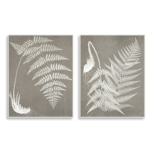 Stupell Industries Detailed Fern Plant White Botanical Herb Roots Graphic Art Unframed Art Print Wall Art, Set of 2, Design by Graffitee Studios