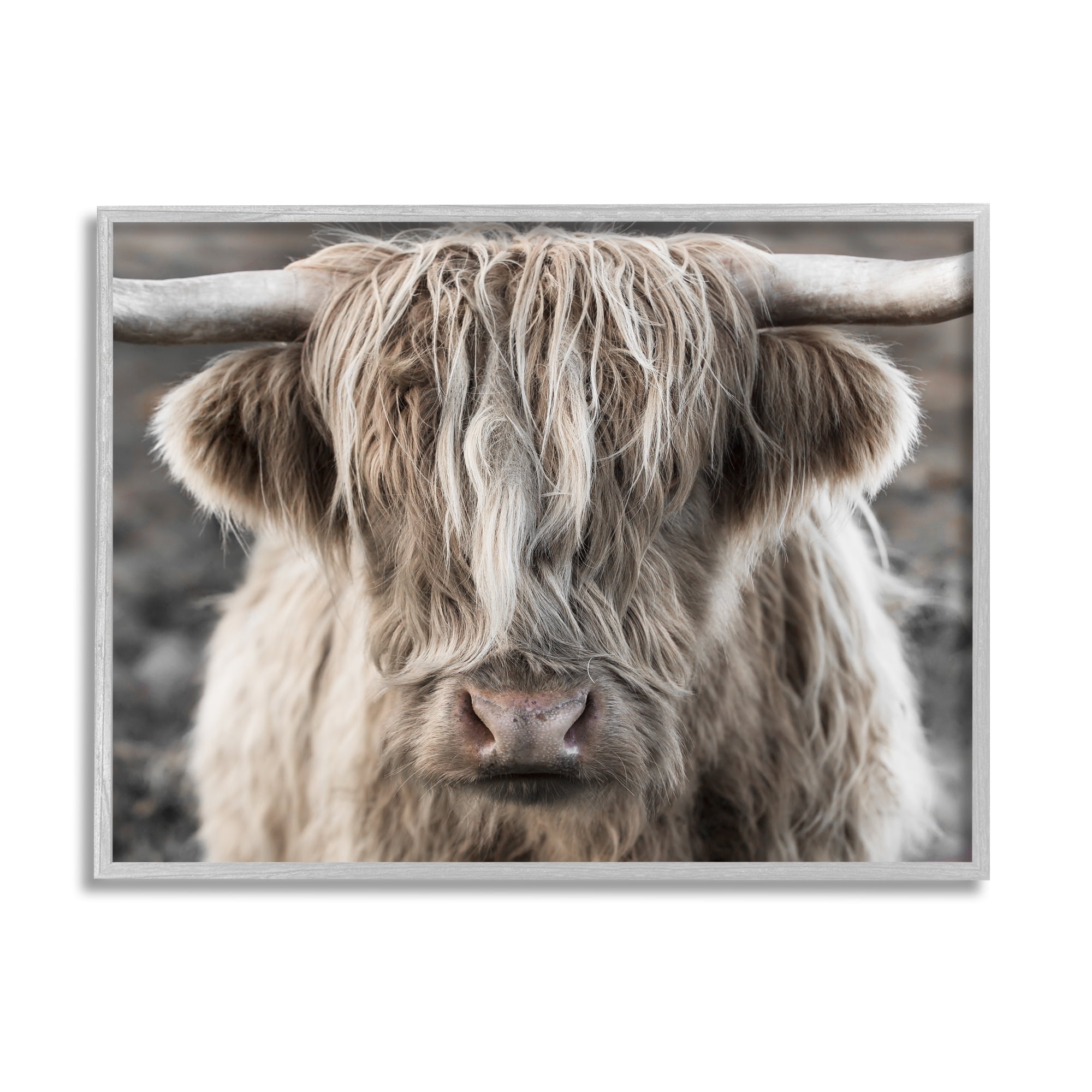 Stupell Industries Detailed Highlands Cattle Rural Farm Animal Photography Photograph Gray Framed Art Print Wall Art, Design by Danita Delimont