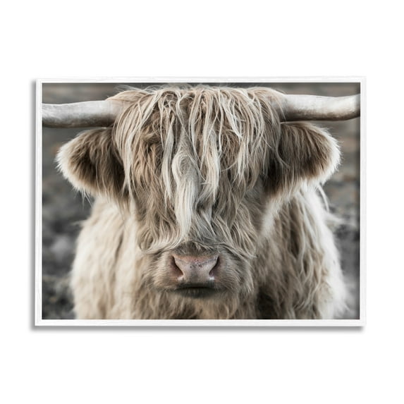 Stupell Industries Detailed Highlands Cattle Rural Farm Animal Photography Photograph White Framed Art Print Wall Art, Design by Danita Delimont