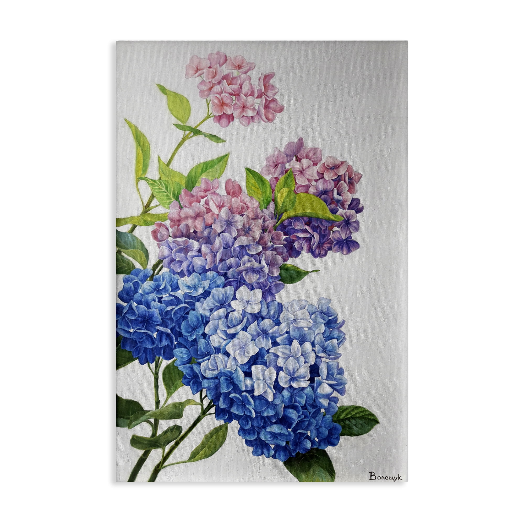 Stupell Industries Detailed Hydrangea Gradient Botanical & Floral Painting Gallery Wrapped Canvas Art Print Wall Art, 30 x 45