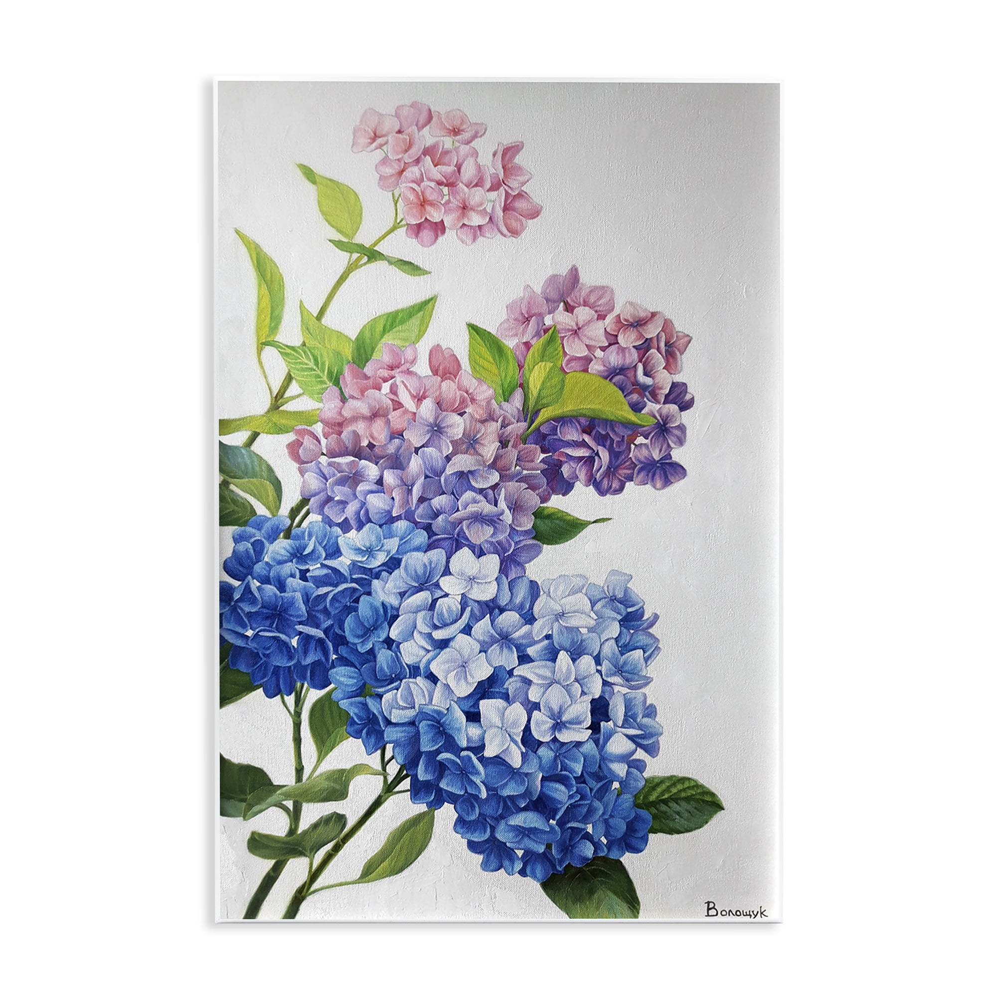 Stupell Industries Detailed Hydrangea Gradient Botanical & Floral Painting Unframed Art Print Wall Art, 13 x 19