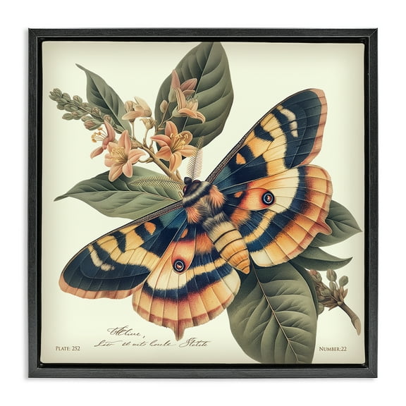 Stupell Industries Detailed Moth & Lilies Animals Painting Black Floater Framed Canvas Art Print Wall Art, 18 x 18