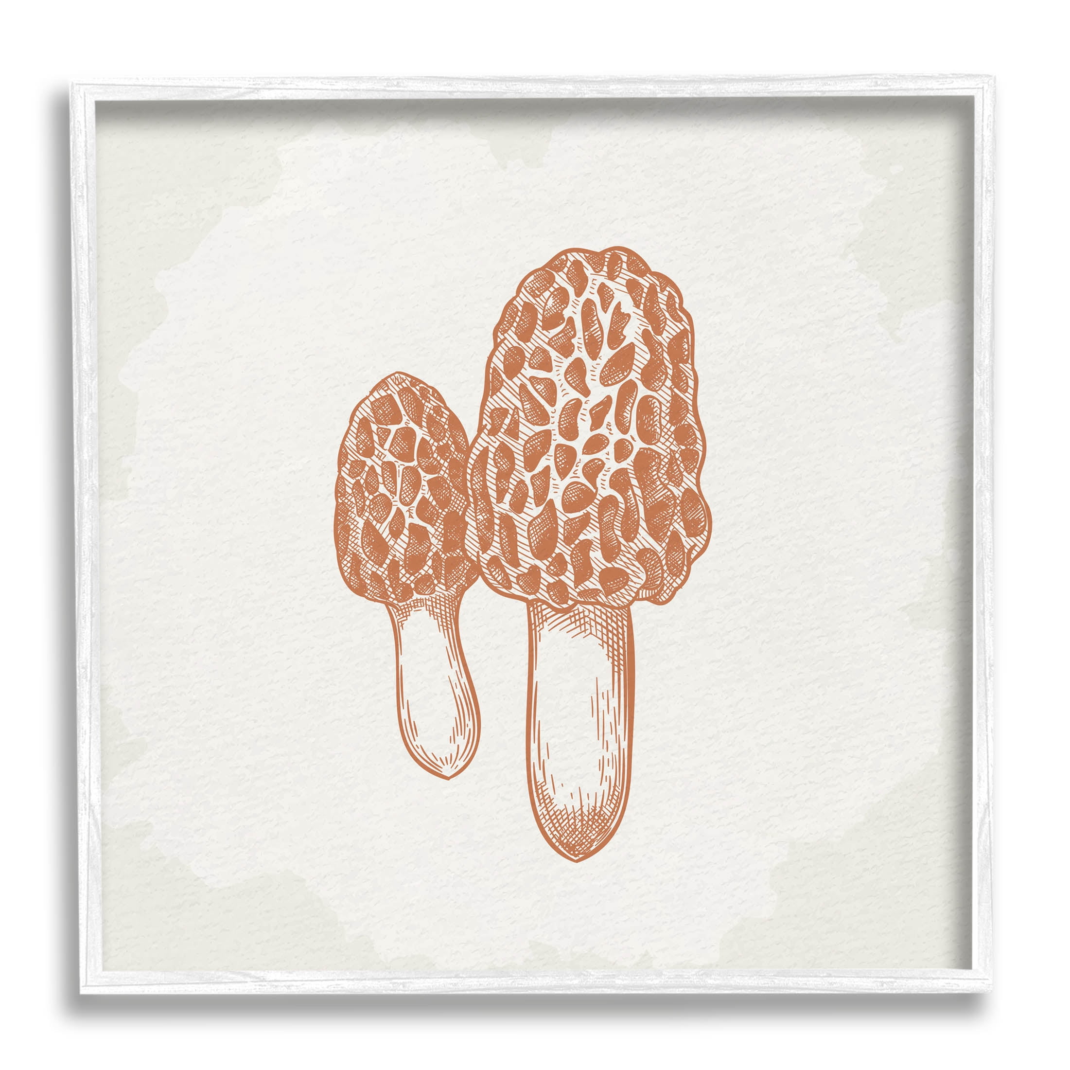 Stupell Industries Detailed Mushroom Latin Study Drawing Graphic Art White Framed Art Print Wall Art, Design by Kim Allen