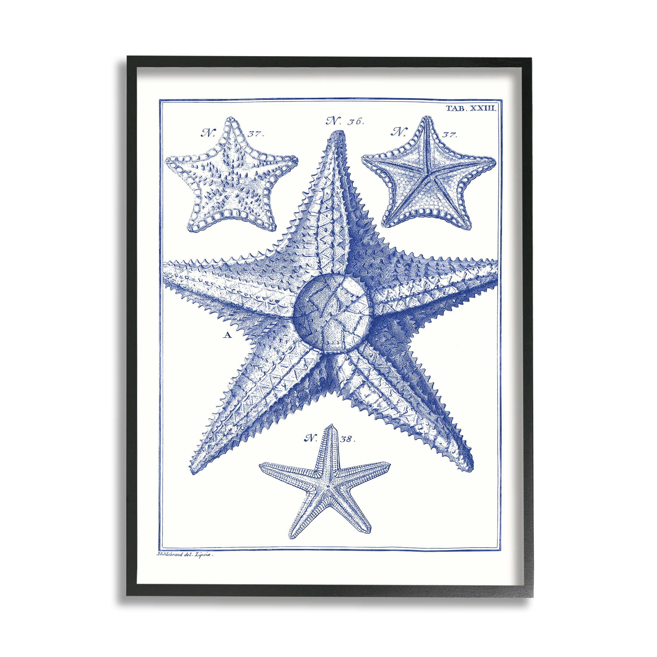 Stupell Industries Detailed Nautical Starfish Study Graphic Art Black Framed Art Print Wall Art, Design by Vision Studio