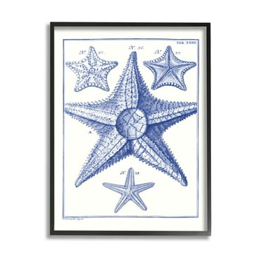 Stupell Industries Detailed Nautical Starfish Study Graphic Art Black Framed Art Print Wall Art, Design by Vision Studio