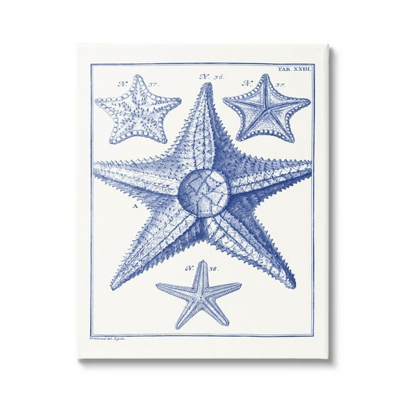 Stupell Industries Detailed Nautical Starfish Study Graphic Art Gallery Wrapped Canvas Print Wall Art, Design by Vision Studio