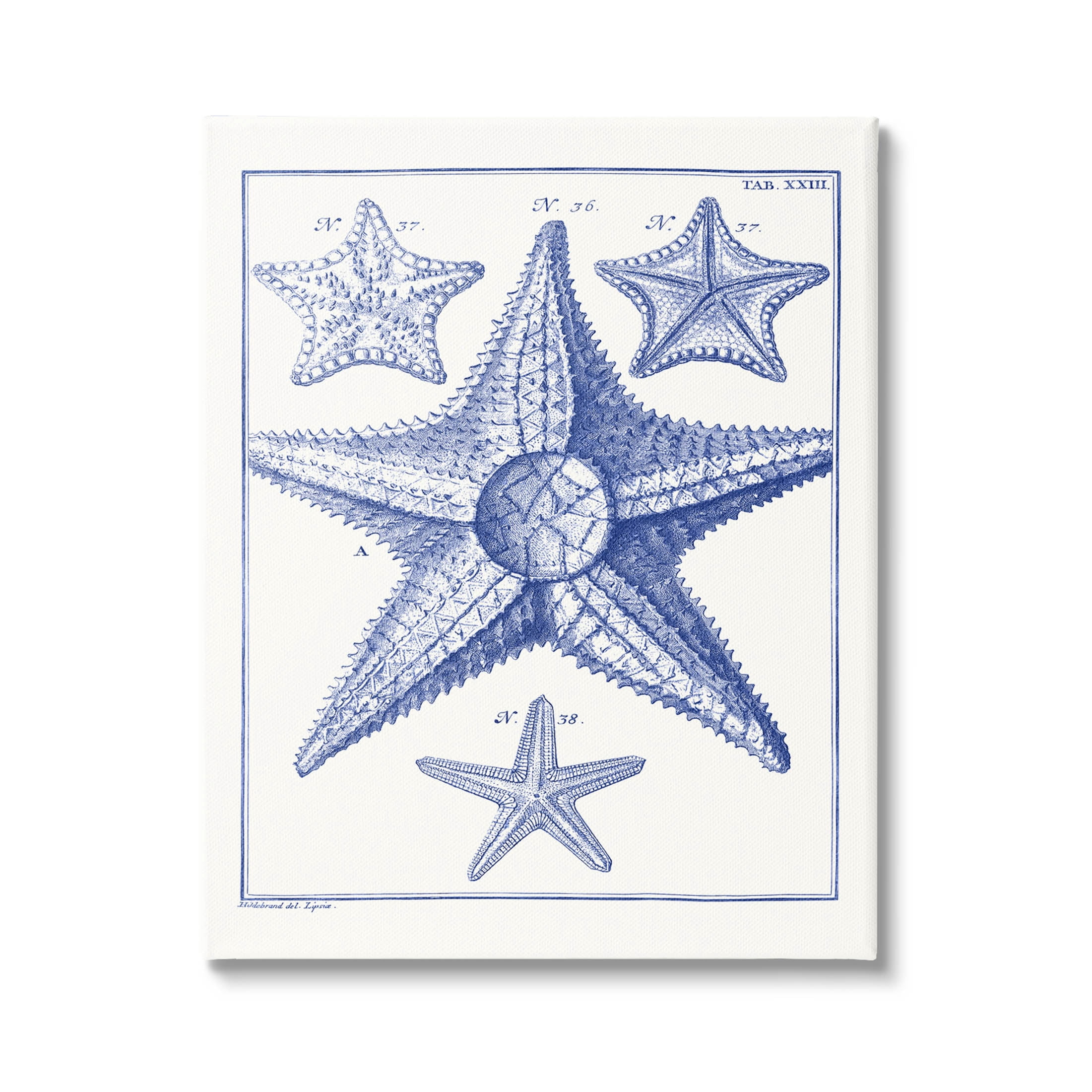 Stupell Industries Detailed Nautical Starfish Study Graphic Art Gallery Wrapped Canvas Print Wall Art, Design by Vision Studio