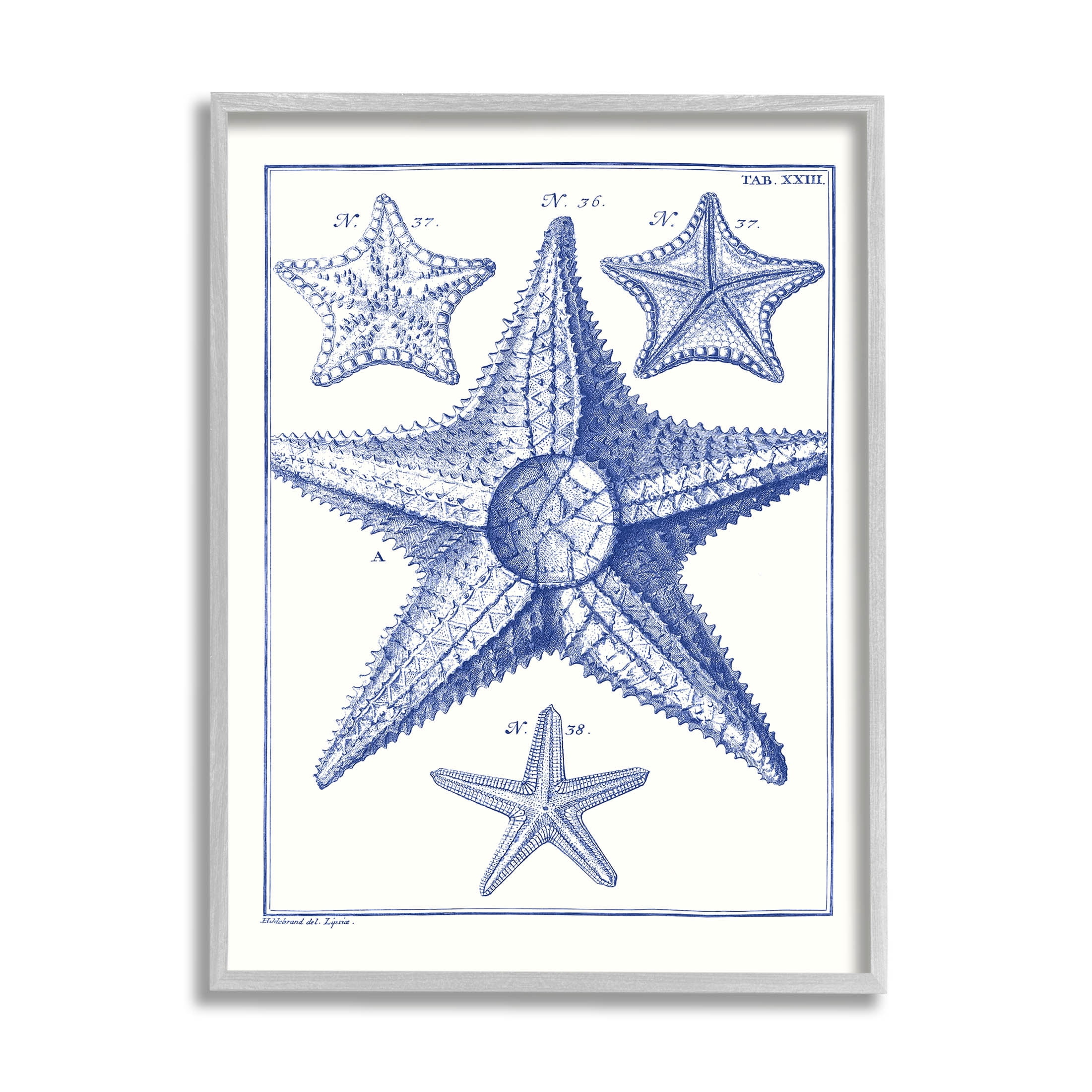 Stupell Industries Detailed Nautical Starfish Study Graphic Art Gray Framed Art Print Wall Art, Design by Vision Studio