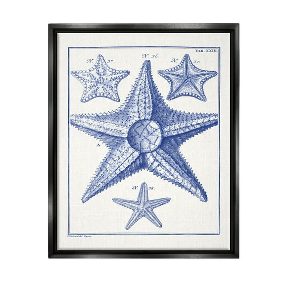 Stupell Industries Detailed Nautical Starfish Study Graphic Art Jet Black Floating Framed Canvas Print Wall Art, Design by Vision Studio