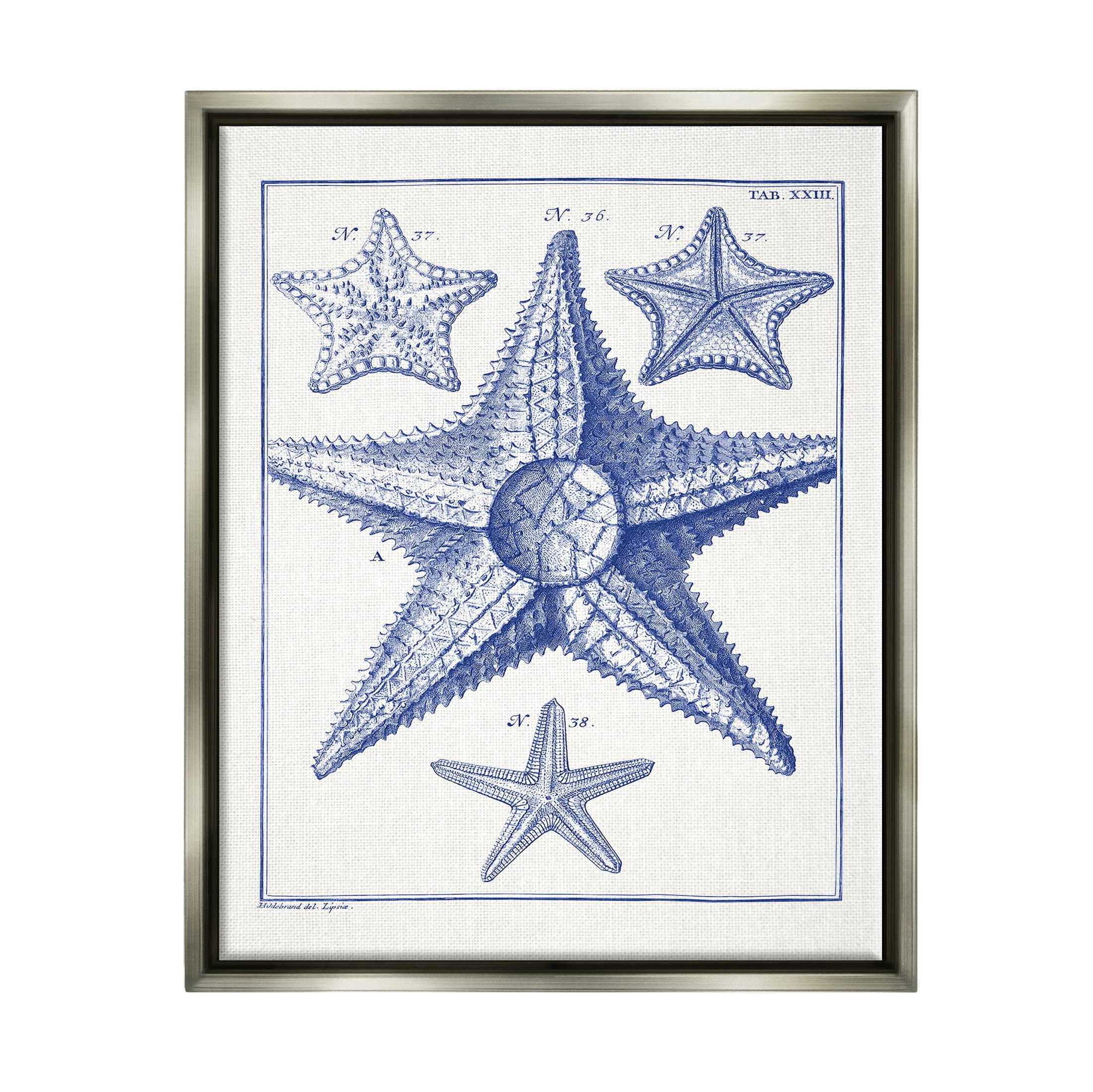 Stupell Industries Detailed Nautical Starfish Study Graphic Art Luster Gray Floating Framed Canvas Print Wall Art, Design by Vision Studio