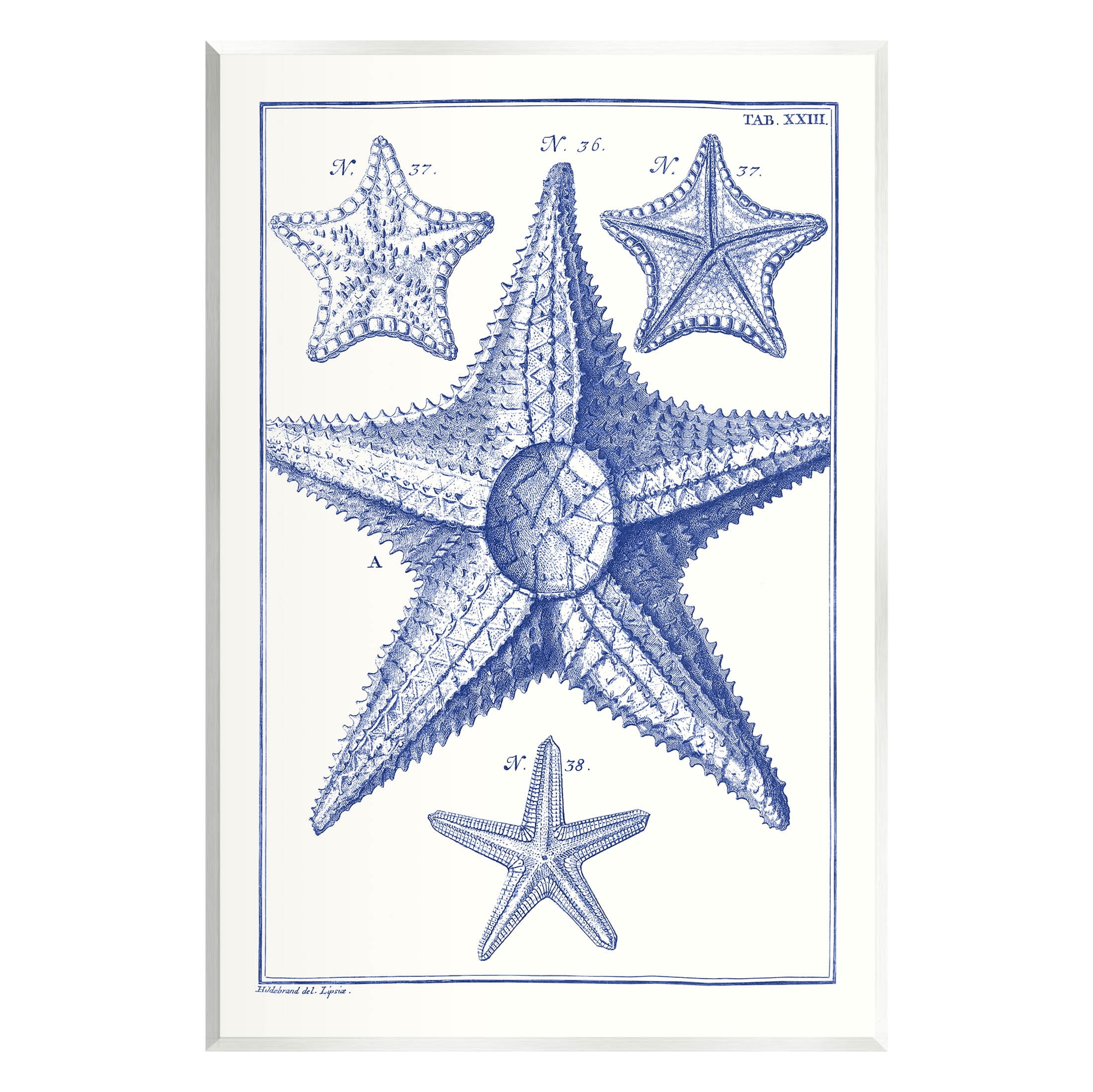 Stupell Industries Detailed Nautical Starfish Study Graphic Art Unframed Art Print Wall Art, Design by Vision Studio