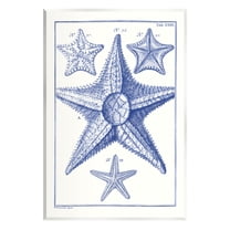 Stupell Industries Detailed Nautical Starfish Study Graphic Art Unframed Art Print Wall Art, Design by Vision Studio