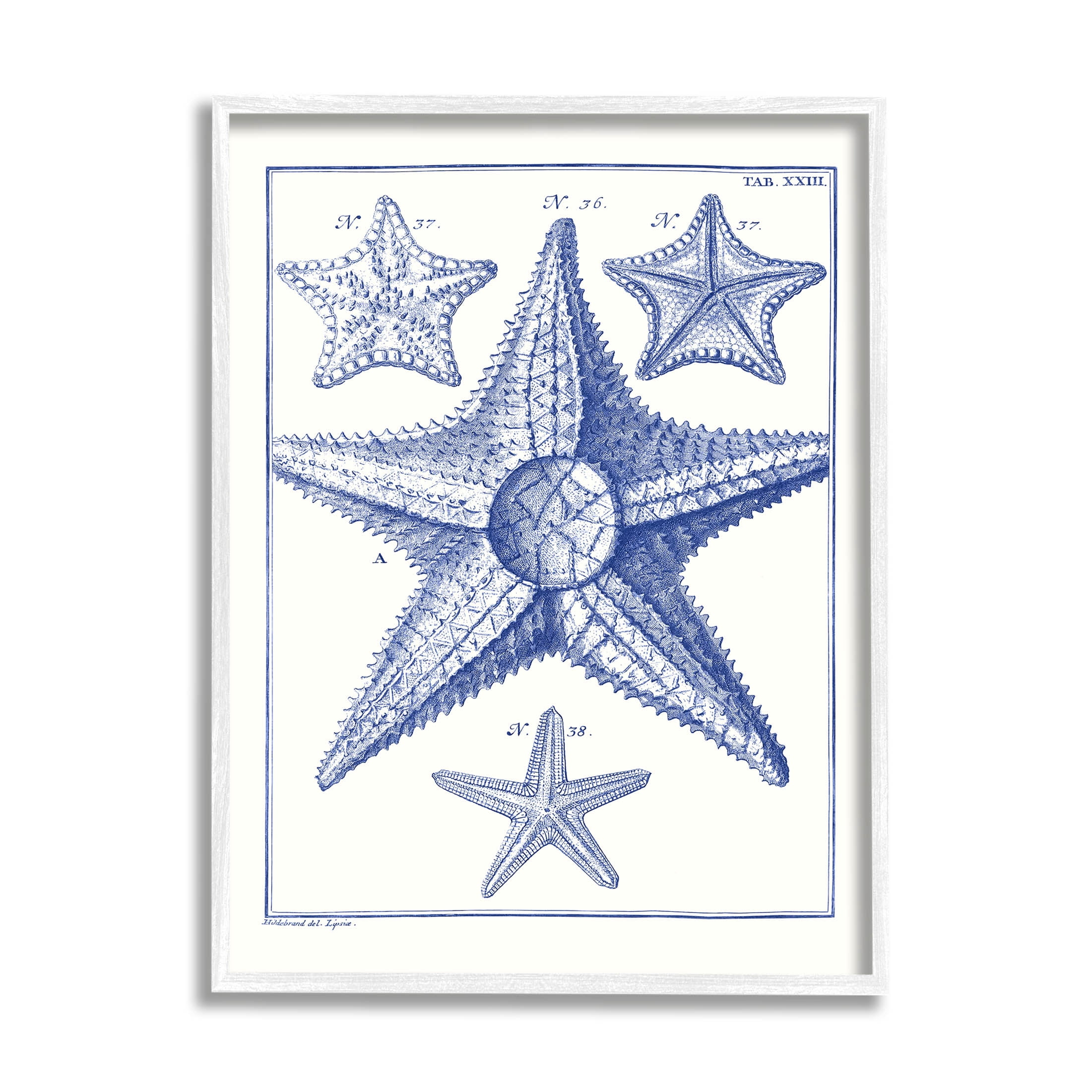 Stupell Industries Detailed Nautical Starfish Study Graphic Art White Framed Art Print Wall Art, Design by Vision Studio