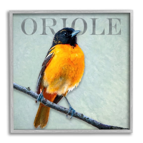Stupell Industries Detailed Oriole Bird Portrait Perched Wildlife Animal Graphic Art Gray Framed Art Print Wall Art, Design by Alpenglow Workshop