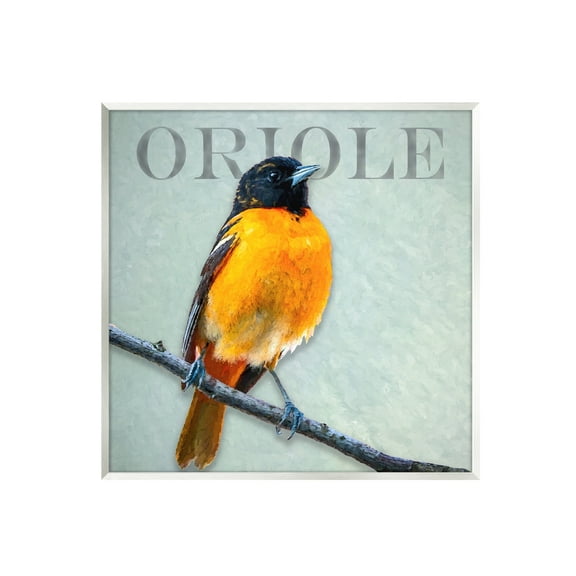 Stupell Industries Detailed Oriole Bird Portrait Perched Wildlife Animal Graphic Art Unframed Art Print Wall Art, Design by Alpenglow Workshop