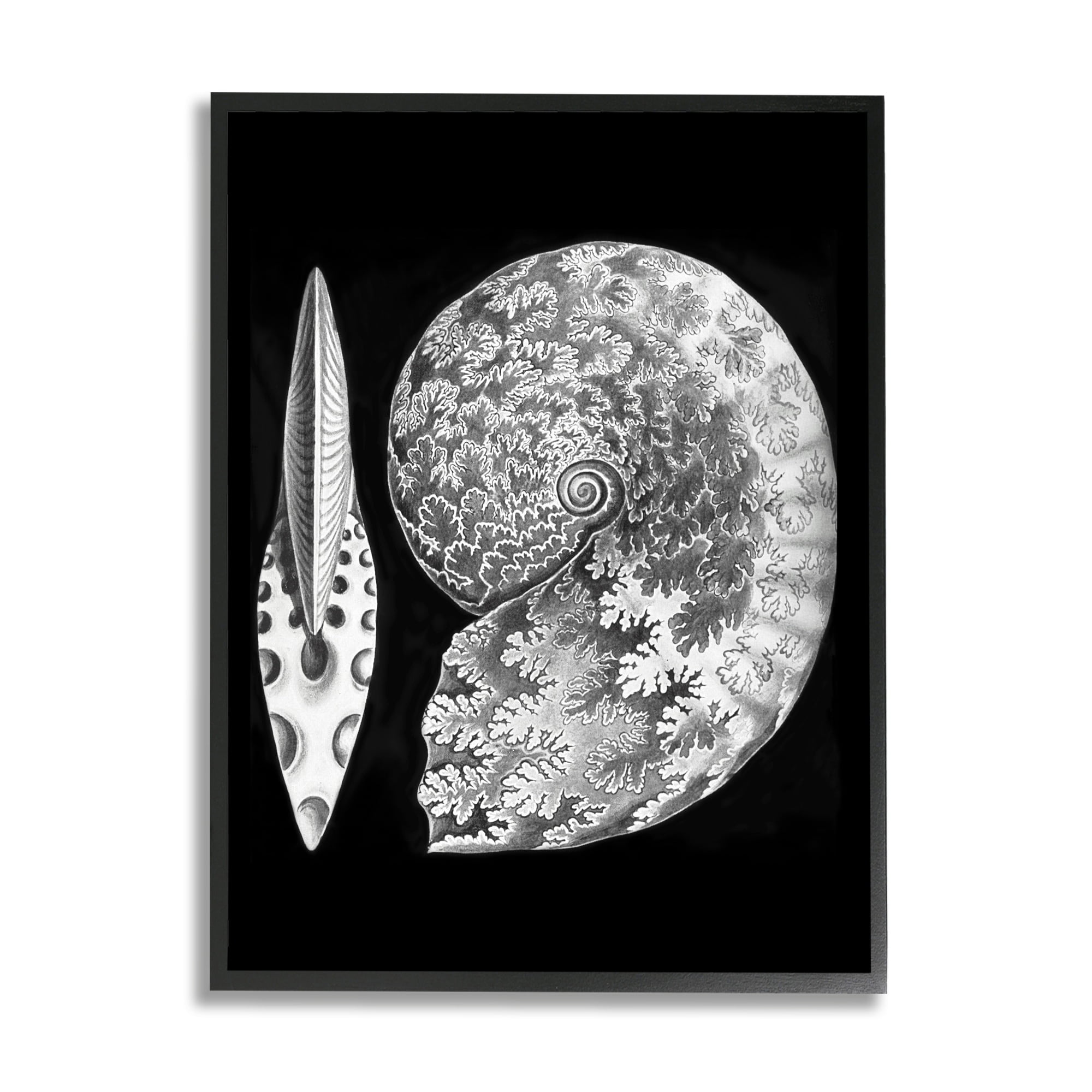 Stupell Industries Detailed Patterned Nautilus Spiral Seashell Modern Design Graphic Art Black Framed Art Print Wall Art, Design by Graffitee Studios