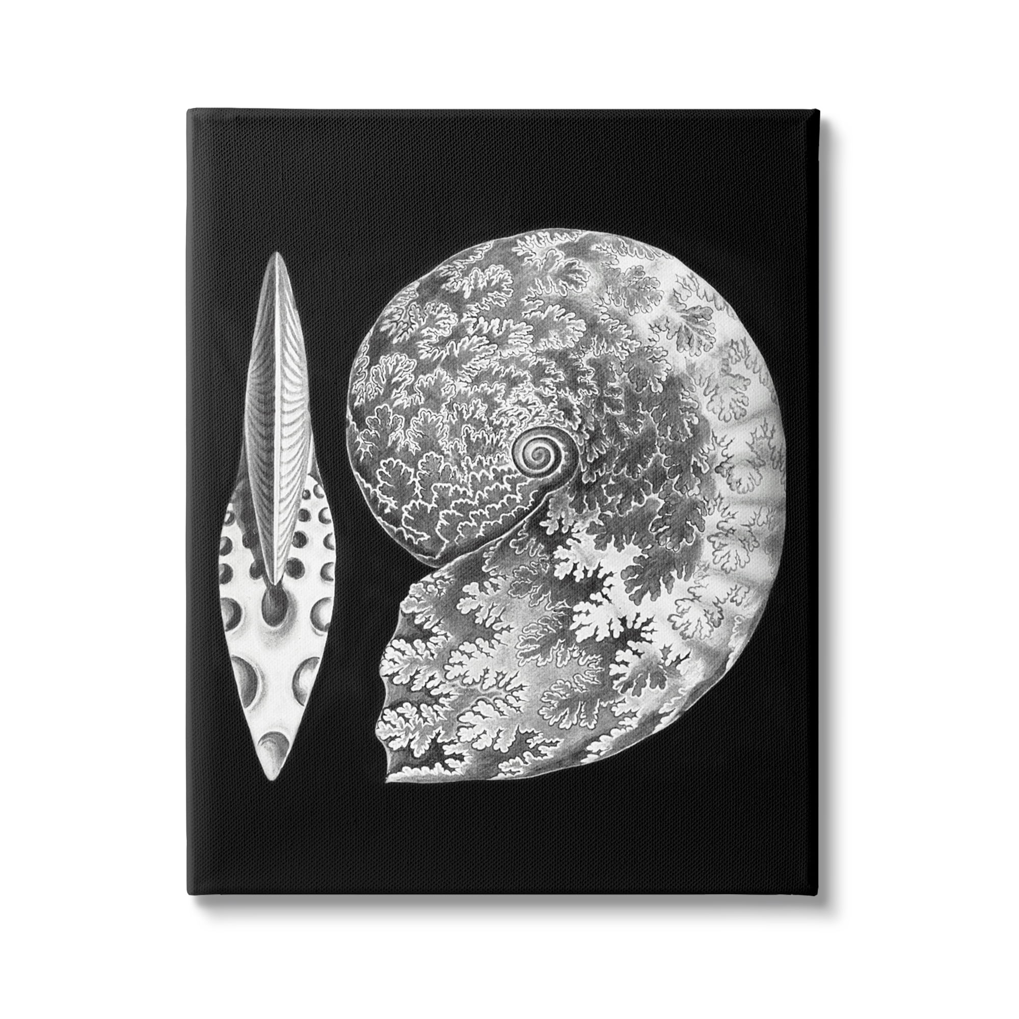 Stupell Industries Detailed Patterned Nautilus Spiral Seashell Modern Design Graphic Art Gallery Wrapped Canvas Print Wall Art, Design by Graffitee Studios
